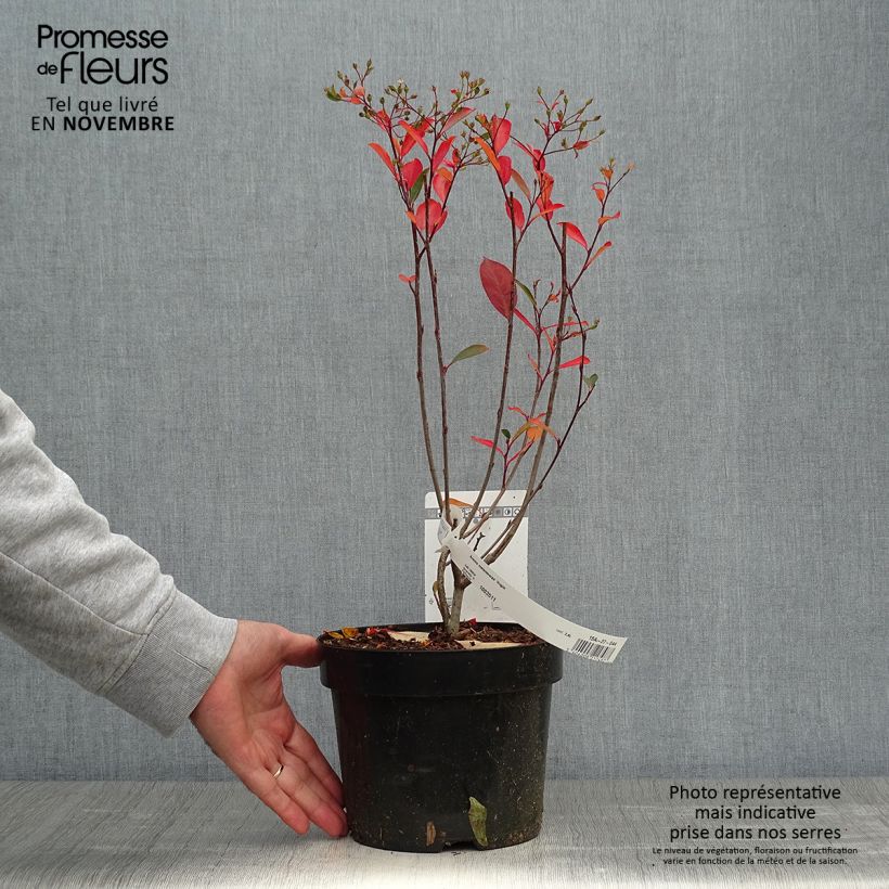 Spécimen de Aronia melanocarpa Hugin - Aronie à fruits noirs Pot de 2L/3L tel que livré en automne