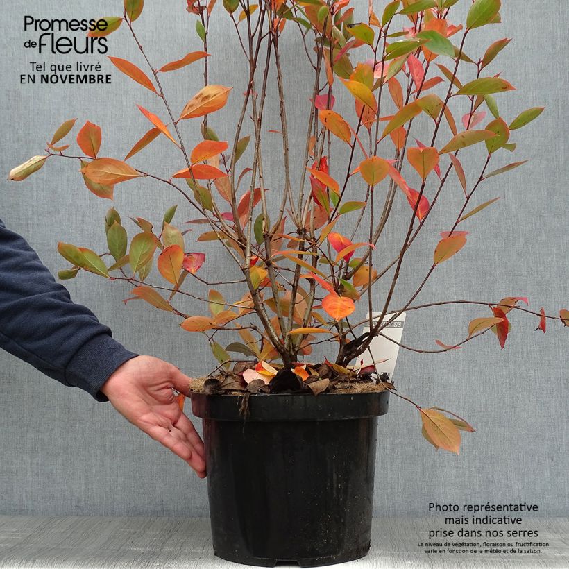 Spécimen de Aronia melanocarpa Hugin - Aronie à fruits noirs Pot de 7,5L/10L tel que livré en automne
