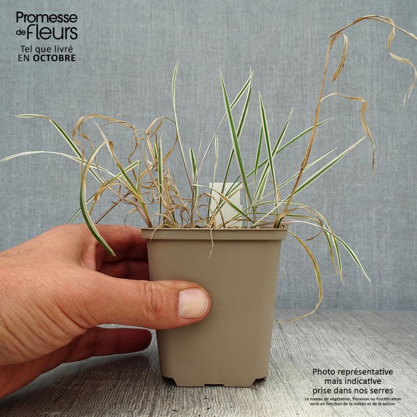 Spécimen de Arrhenatherum bulbosum Variegatum Godet de 8/9 cm tel que livré en automne