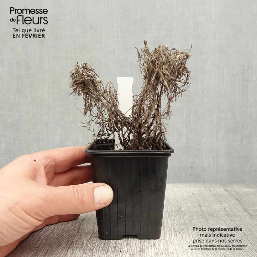 Spécimen de Artemisia mauiensis Makana Silver - Armoise de Mauï Godet de 8/9 cm tel que livré en hiver