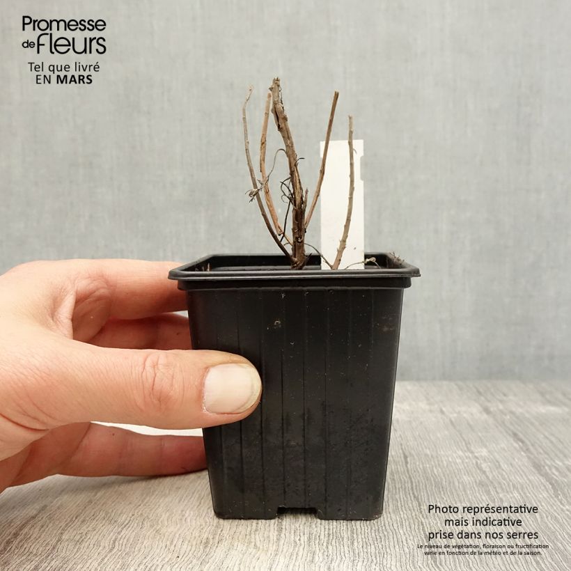 Spécimen de Artemisia mauiensis Makana Silver - Armoise de Mauï Godet de 8/9 cm tel que livré au printemps