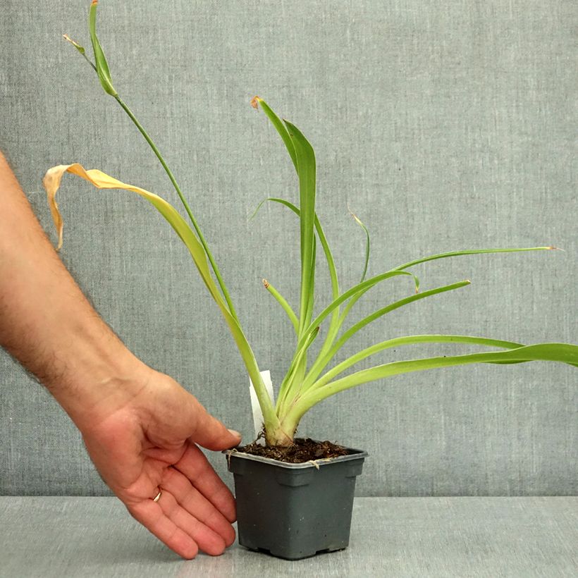 Spécimen de Arthropodium cirrhatum Godet de 8/9 cm tel que livré en été