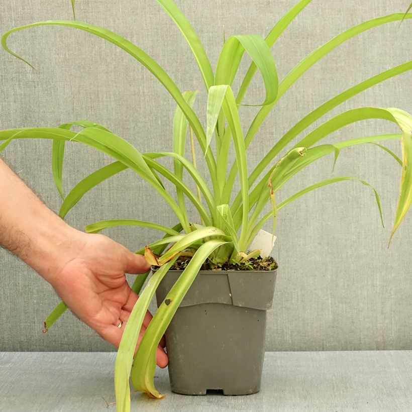 Spécimen de Arthropodium cirrhatum Pot de 2L/3L tel que livré en été