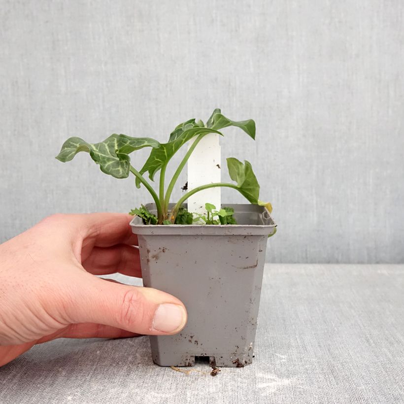 Spécimen de Arum italicum - Gouet d'Italie Godet de 8/9 cm tel que livré en hiver