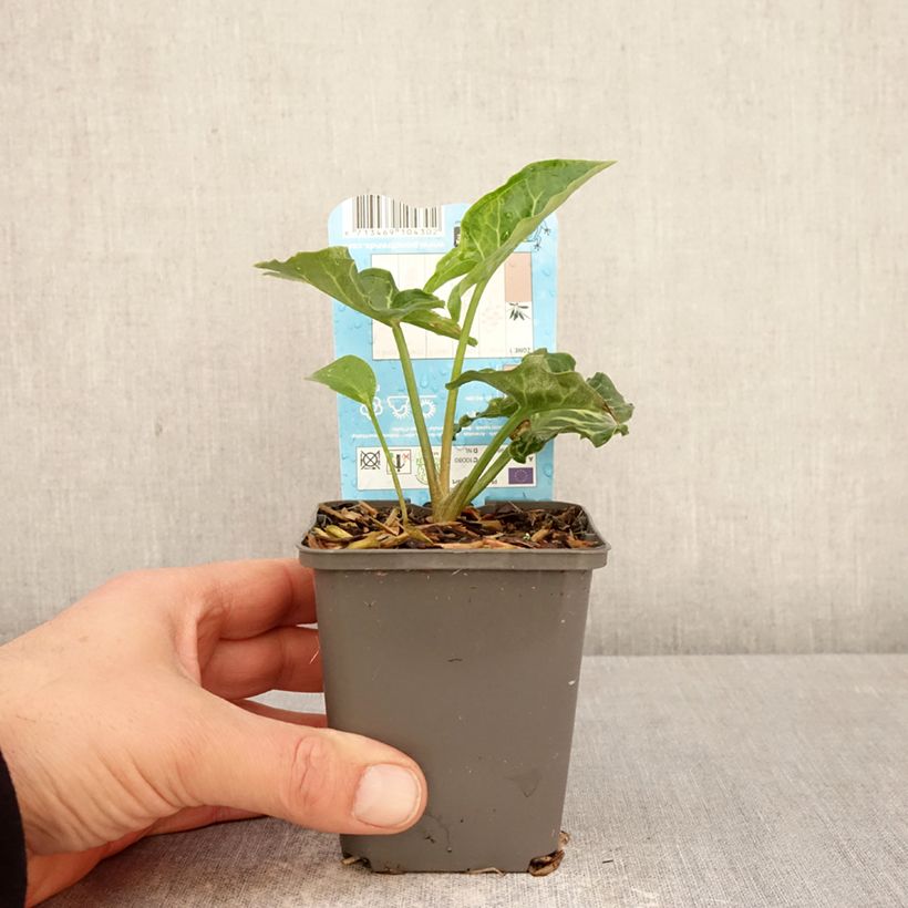 Spécimen de Arum italicum - Gouet d'Italie Godet de 8/9 cm tel que livré au printemps