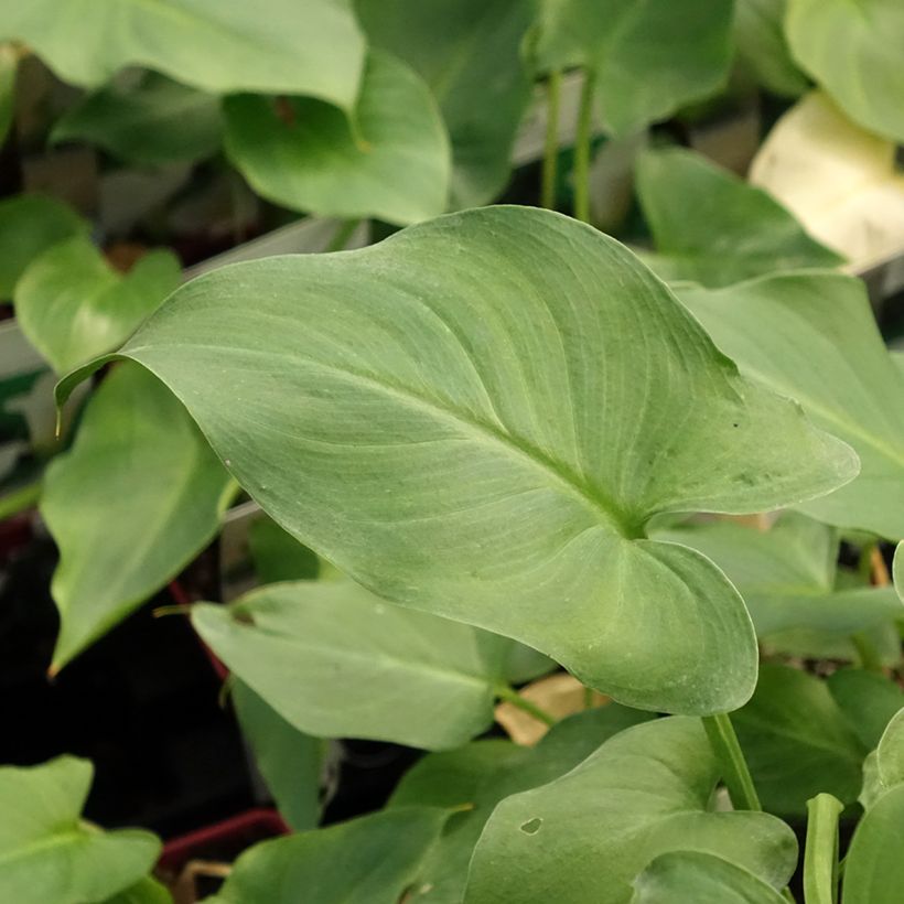 Arum ou Calla blanc - Zantedeschia aethiopica (Feuillage)