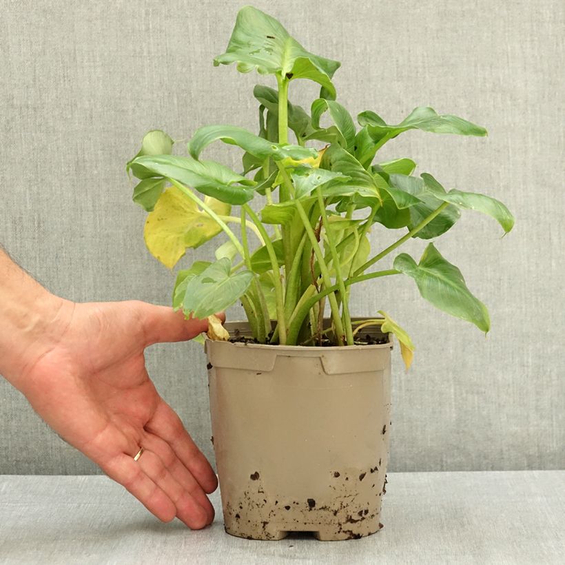 Spécimen de Arum ou Calla blanc - Zantedeschia aethiopica Pot de 2L/3L tel que livré en été