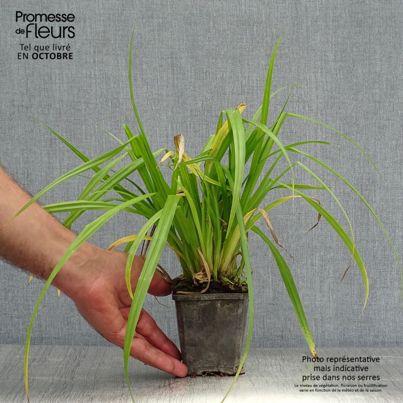Spécimen de Arum ou Calla palustris Godet de 8/9 cm tel que livré en automne