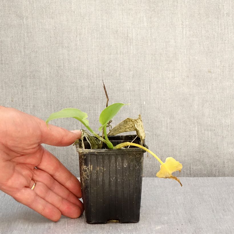 Spécimen de Arum ou Calla vert - Zantedeschia Aethiopica Green Goddess Godet de 8/9 cm calibre 15+ tel que livré en automne