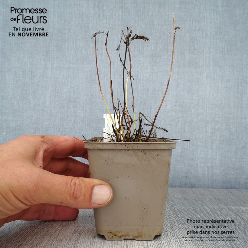 Spécimen de Aruncus aethusifolius - Barbe de Bouc naine Godet de 8/9 cm tel que livré en automne
