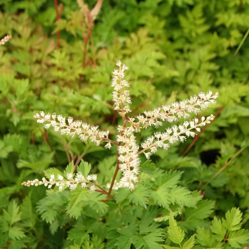 Aruncus aethusifolius - Barbe de Bouc naine (Floraison)