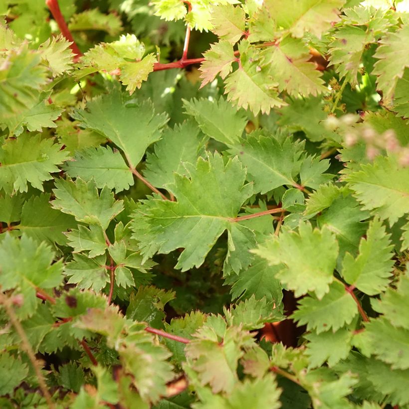 Aruncus Chantilly Lace - Barbe de bouc (Feuillage)