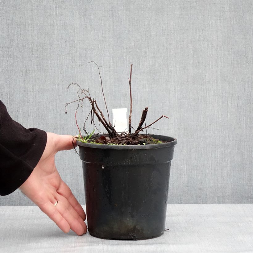 Spécimen de Aruncus Guinea Fowl - Barbe de Bouc Pot de 2L/3L tel que livré en hiver