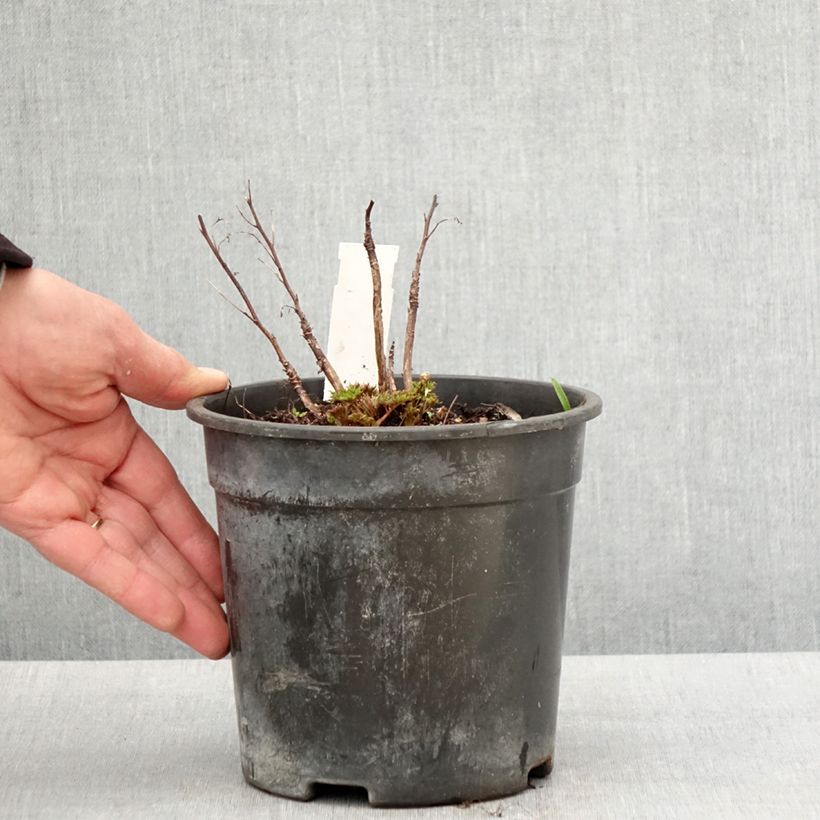 Spécimen de Aruncus Guinea Fowl - Barbe de Bouc Pot de 2L/3L tel que livré au printemps