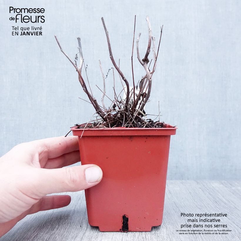 Spécimen de Aruncus hybride Misty Lace - Barbe de bouc Pot de 1L/1,5L tel que livré en hiver