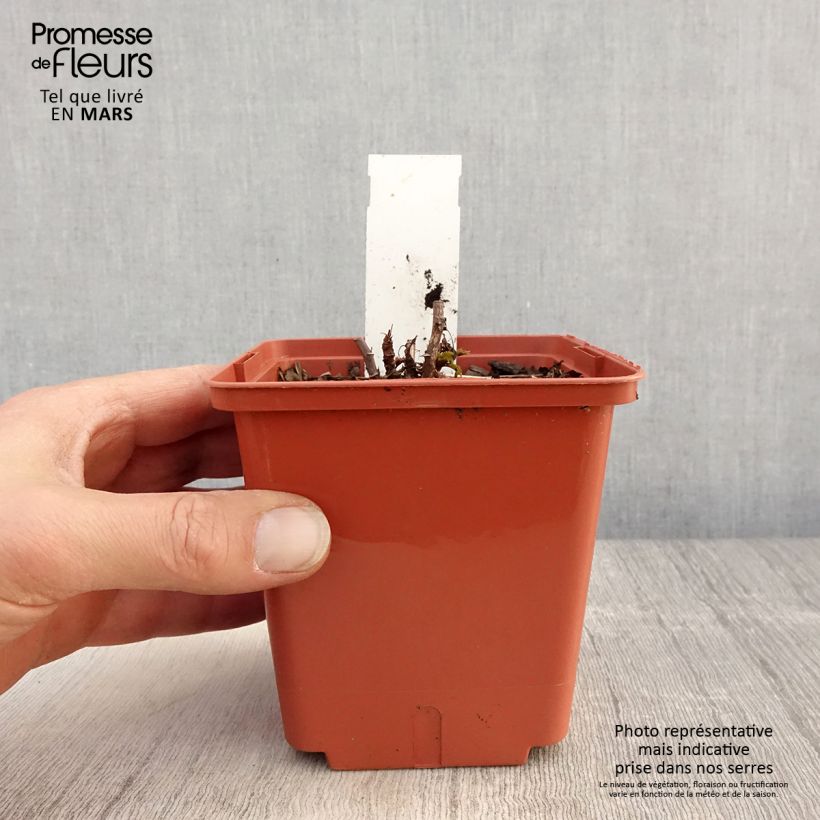 Aruncus Misty Lace - Barba di capra Vaso da 1L/1,5L esemplare consegnato in primavera