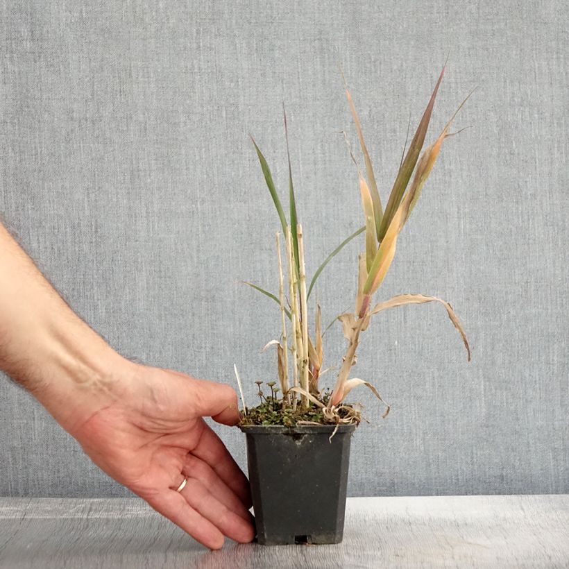 Spécimen de Arundo donax - Canne de Provence Godet de 8/9 cm tel que livré en automne