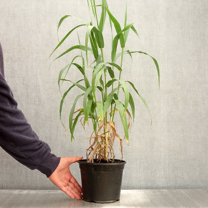 Spécimen de Arundo donax - Canne de Provence Pot de 3L/4L tel que livré en automne