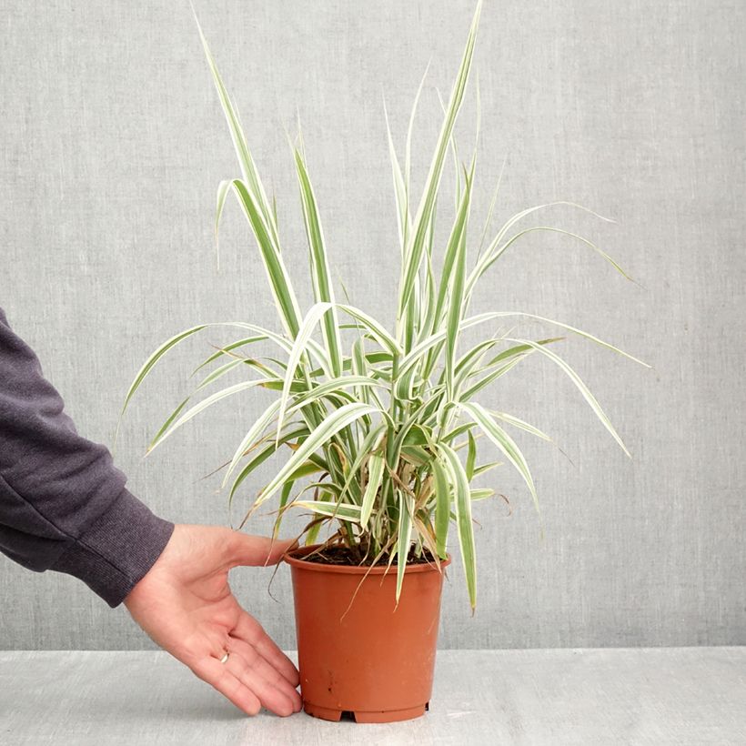 Spécimen de Arundo donax Ely - Canne de Provence Pot de 1L/1,5L tel que livré en automne