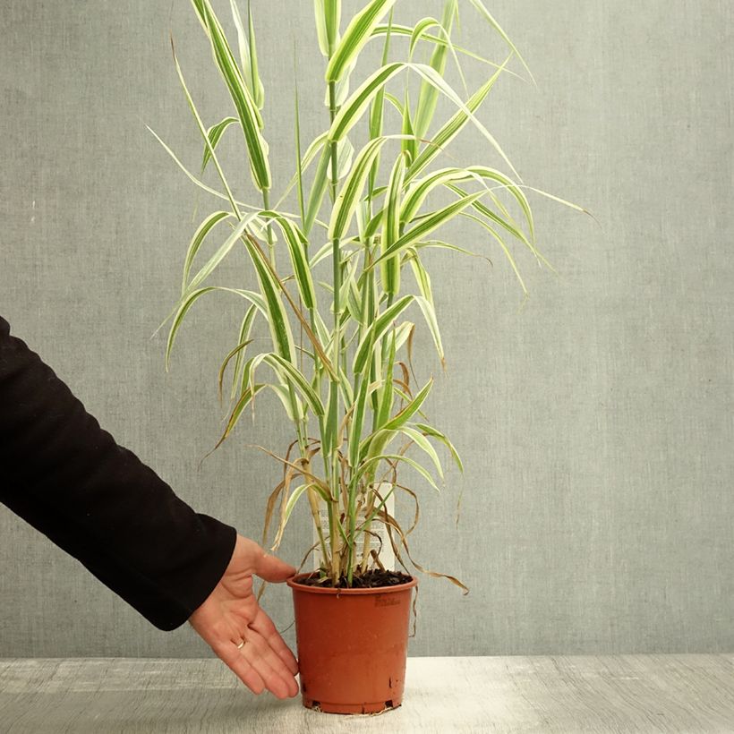 Spécimen de Arundo donax Variegata Versicolor - Canne de Provence Pot de 1L/1,5L tel que livré en automne