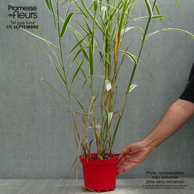 Spécimen de Arundo donax Variegata Versicolor - Canne de Provence Pot de 3L/4L tel que livré en automne