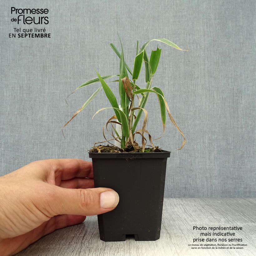 Spécimen de Arundo donax Variegata Versicolor - Canne de Provence Godet de 8/9 cm tel que livré en automne