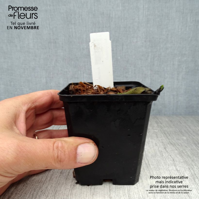 Spécimen de Asarum canadense - Asaret Godet de 8/9 cm tel que livré en automne