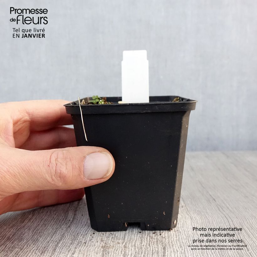 Spécimen de Asarum canadense - Asaret Godet de 8/9 cm tel que livré en hiver