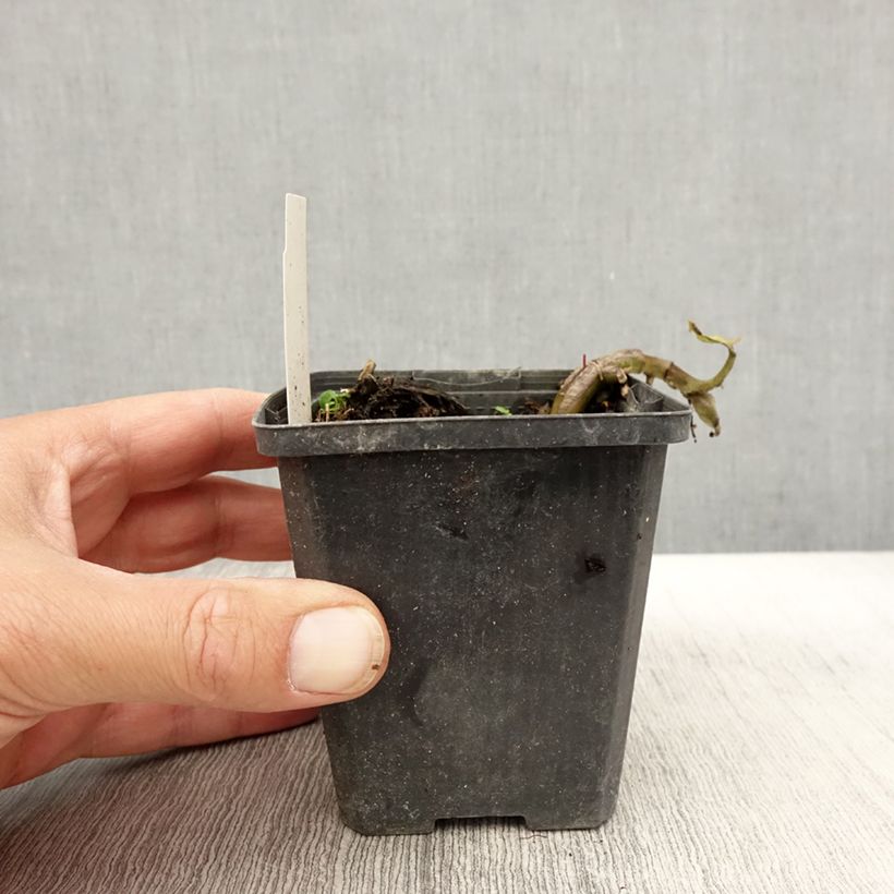 Spécimen de Asarum caudatum - Asaret Godet de 8/9 cm tel que livré en automne