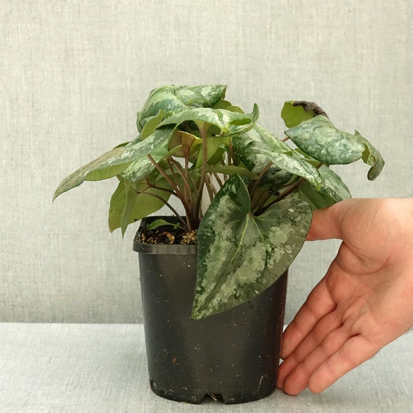 Spécimen de Asarum splendens - Asaret Pot de 1L/1,5L tel que livré en automne
