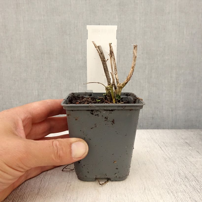 Spécimen de Asclépiade de Curaçao, Asclepias curassavica Godet de 8/9 cm tel que livré au printemps