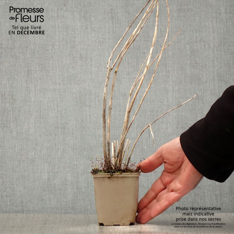 Spécimen de Asclépiade, Asclepias speciosa Godet de 8/9 cm tel que livré en hiver