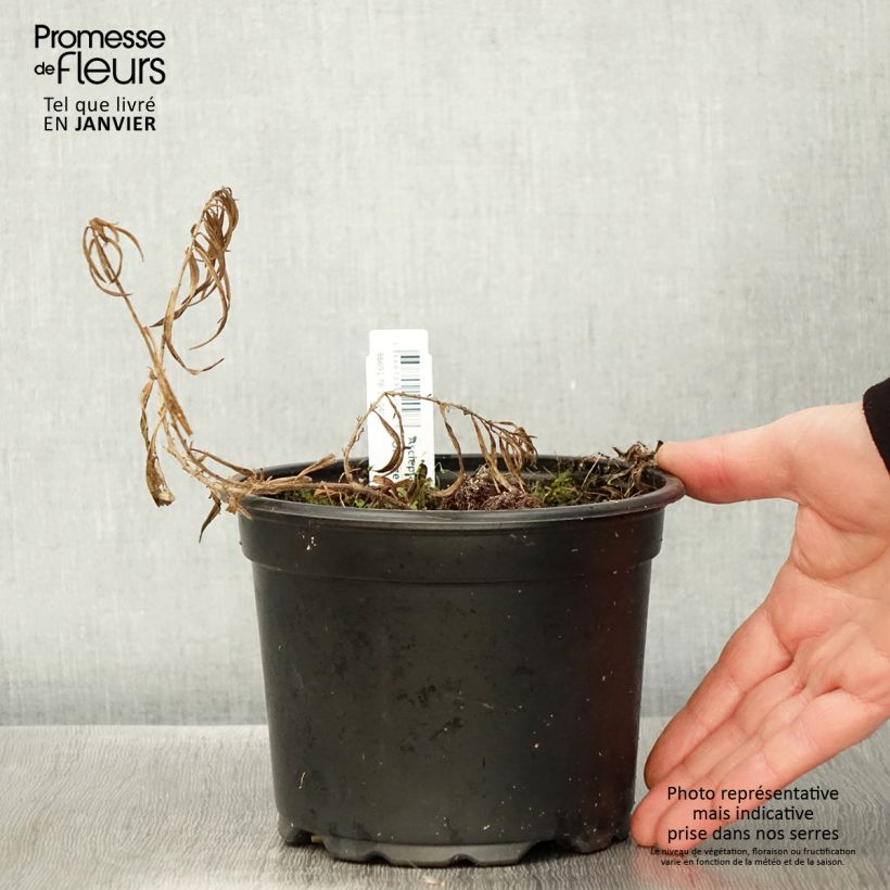 Spécimen de Asclepias tuberosa - Asclépiade tubéreuse Pot de 2L/3L tel que livré en hiver