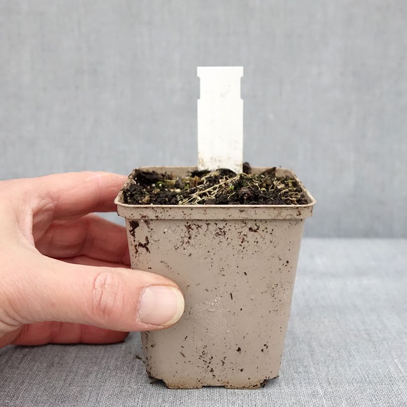 Spécimen de Asclepias tuberosa Hello Yellow - Asclépiade tubéreuse Godet de 8/9 cm tel que livré en hiver