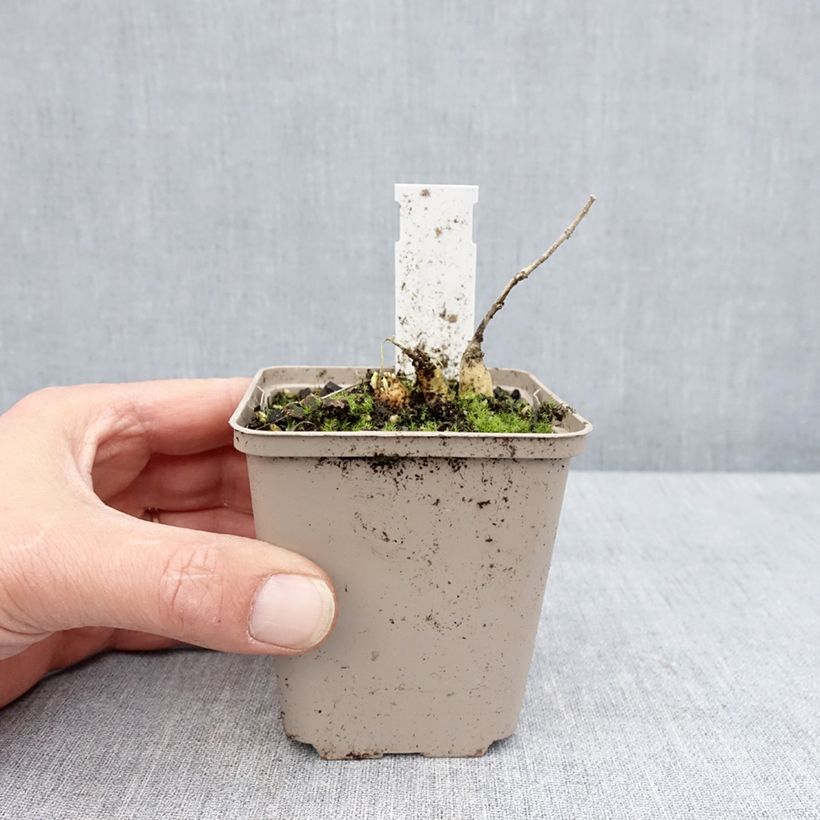 Spécimen de Asclepias tuberosa Hello Yellow - Asclépiade tubéreuse Godet de 8/9 cm tel que livré au printemps