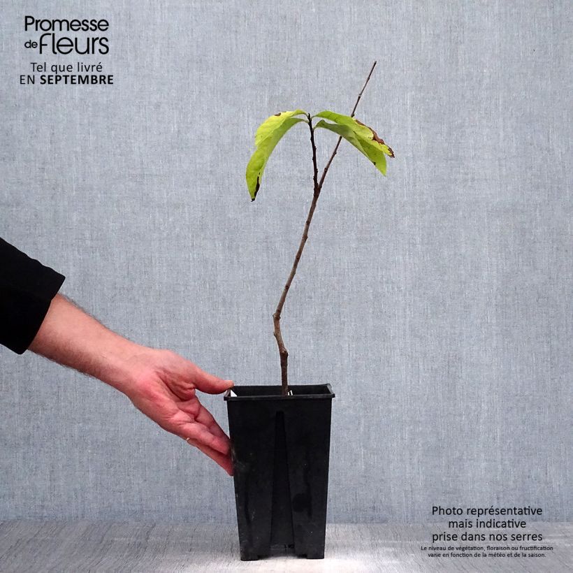 Spécimen de Asimina Prima 1216 - Pawpaw Pot de 2L/3L tel que livré en automne