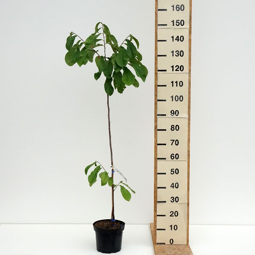 Spécimen de Asimina triloba Allegheny - Pawpaw Pot de 3L/4L tel que livré en été