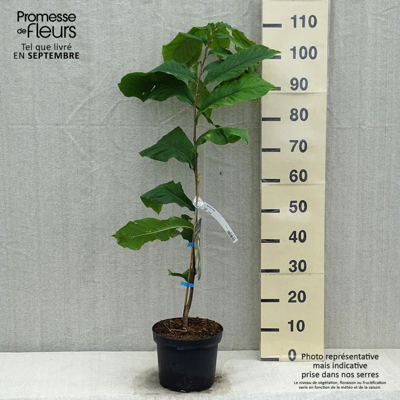 Spécimen de Asiminier, Pawpaw - Asimina triloba Overleese Pot de 3L/4L tel que livré en automne