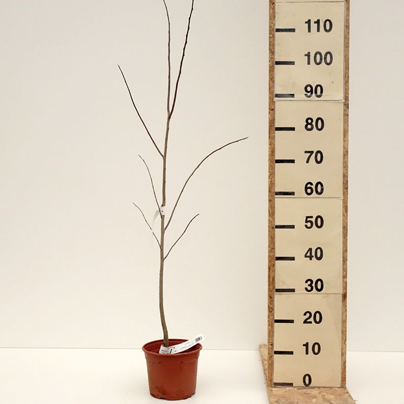 Spécimen de Asimina triloba - Pawpaw Pot de 2L/3L tel que livré en hiver