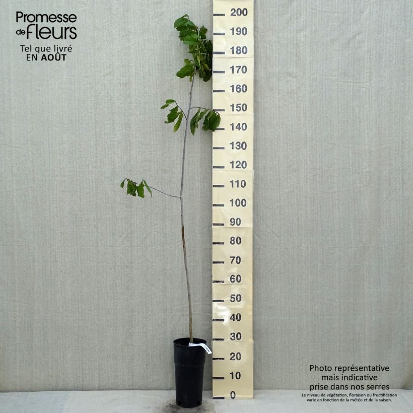 Spécimen de Asimina triloba - Pawpaw Pot de 2L/3L tel que livré en été