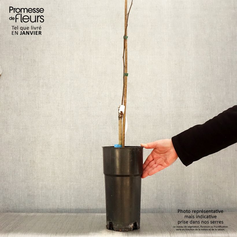 Spécimen de Asimina triloba Susquehanna Peterson Pawpaws Pot de 3L/4L tel que livré en hiver