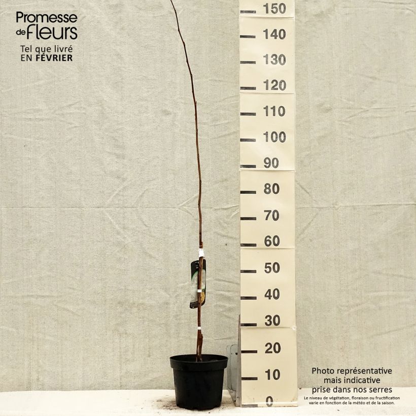 Spécimen de Asimina triloba Wells - Asiminier, Paw-paw Pot de 4L/5L tel que livré en hiver