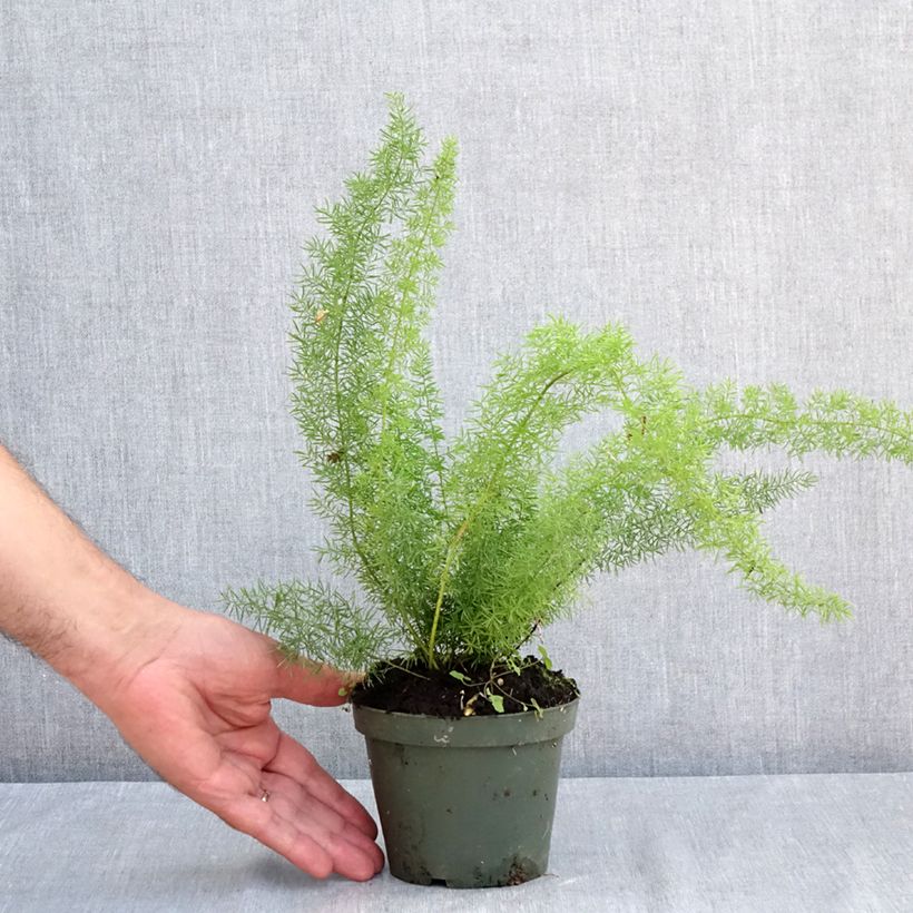 Spécimen de Asparagus densiflorus meyeri - Asparagus queues de chats Godet de 8/9 cm tel que livré en été