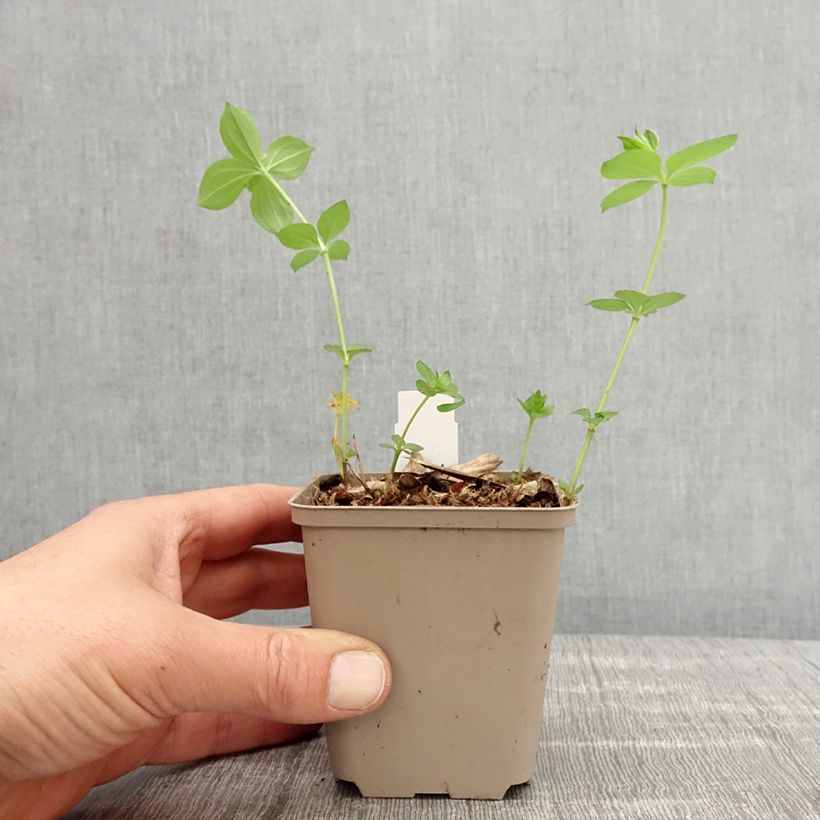 Spécimen de Asperula taurina - Aspérule de Turin Godet de 8/9 cm tel que livré au printemps