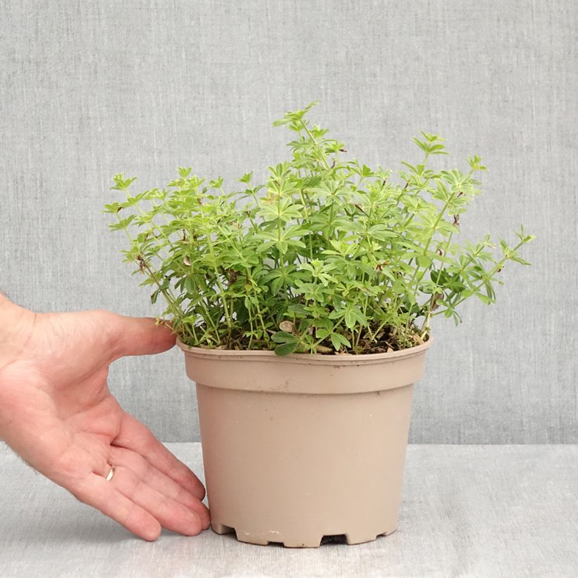 Spécimen de Aspérule odorante - Galium odoratum Pot de 2L/3L tel que livré en été
