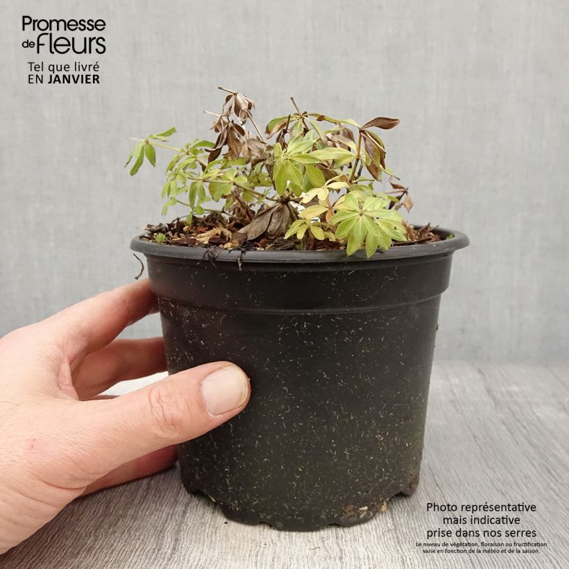 Spécimen de Aspérule odorante - Galium odoratum Pot de 2L/3L tel que livré en hiver