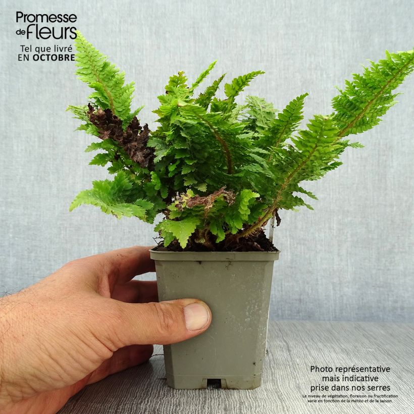 Spécimen de Aspidie à cils raides Congestum - Polystichum setiferum Godet de 8/9 cm tel que livré en automne