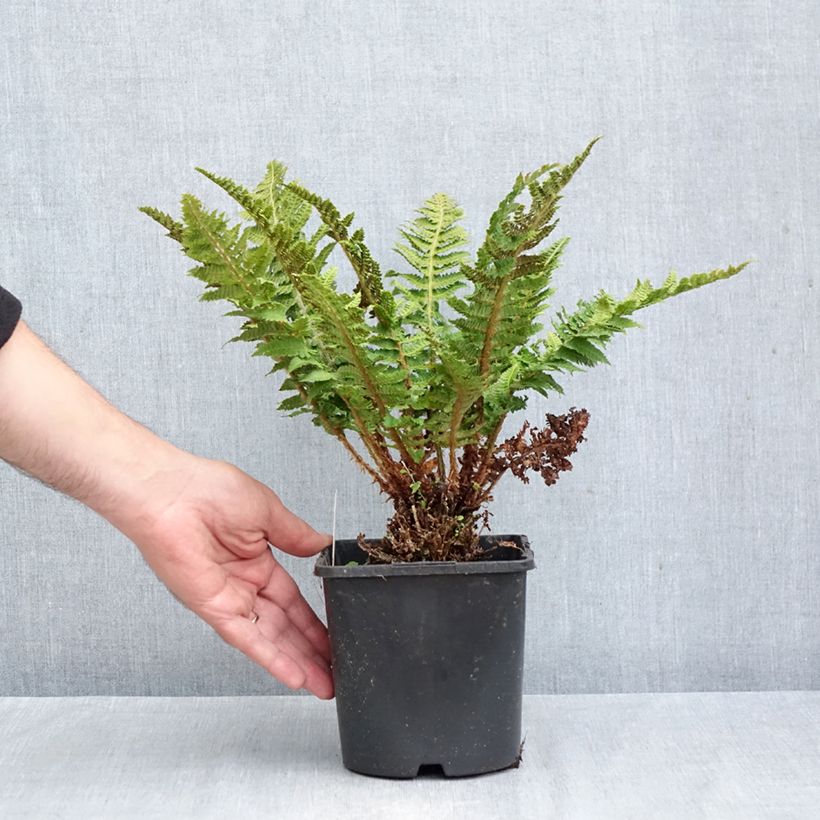 Spécimen de Aspidie à cils raides Congestum - Polystichum setiferum Pot de 2L/3L tel que livré en automne