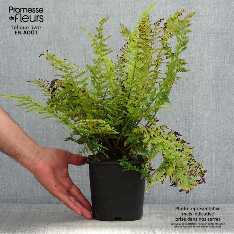 Spécimen de Aspidie à cils raides Congestum - Polystichum setiferum Pot de 2L/3L tel que livré en été