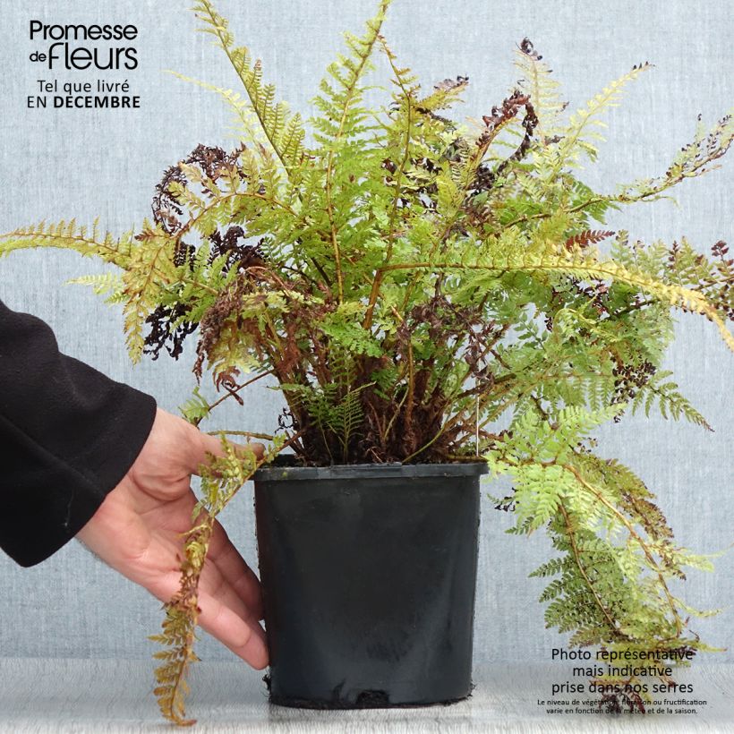 Spécimen de Aspidie à cils raides Congestum - Polystichum setiferum Pot de 2L/3L tel que livré en hiver